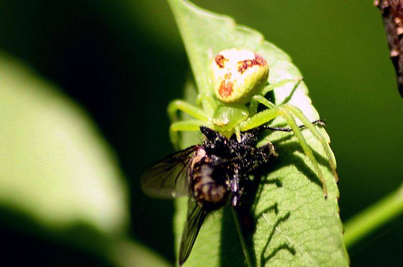 Ebrechtella tricuspidata